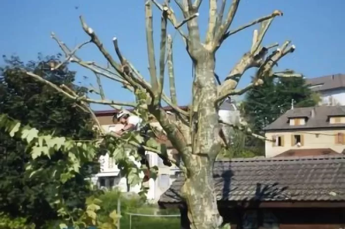 Travaux d'élagage, Saint-Genix-sur-Guiers, Paccard Paysage