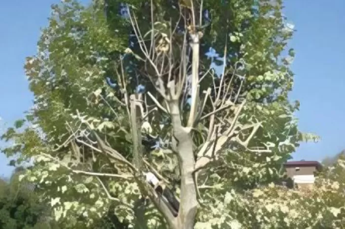 Travaux d'élagage, Saint-Genix-sur-Guiers, Paccard Paysage