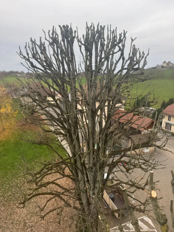 Ce que voit nos élageurs