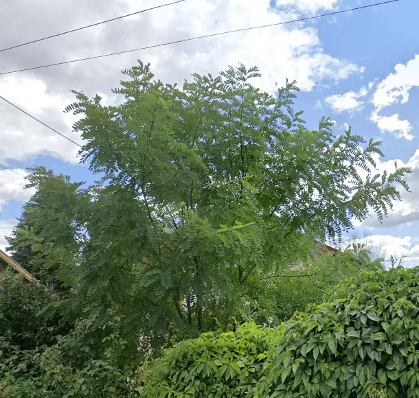 acacia avant la taille