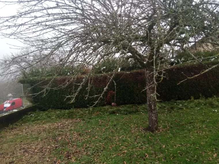 Pommier