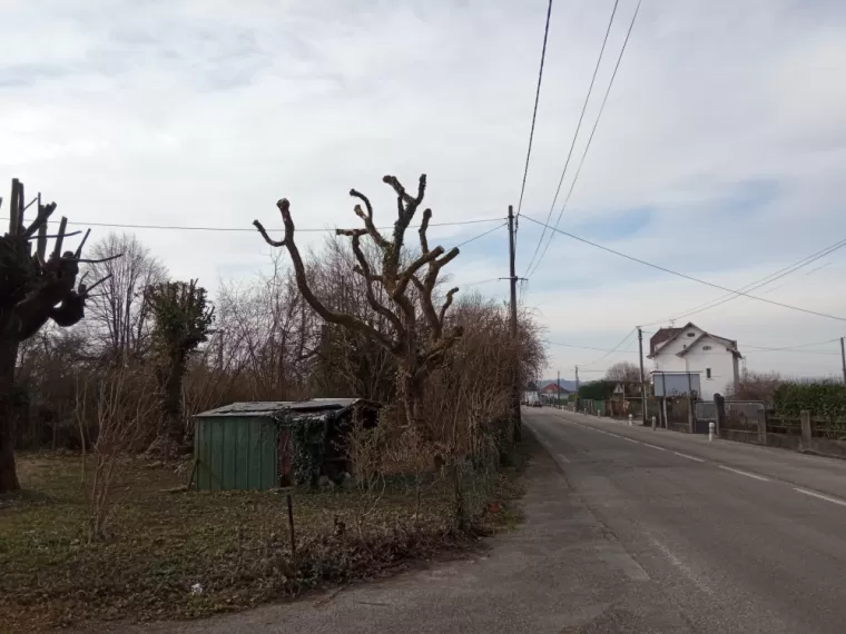 Après élagage