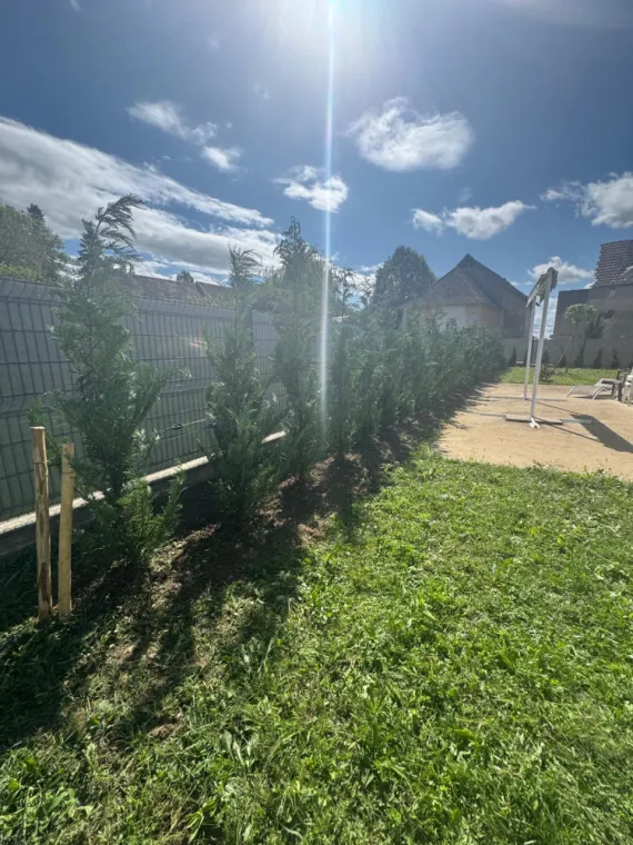 Plantation d'une haie de Cyprès à Saint Benoit Groslée, Saint-Genix-sur-Guiers, Paccard Paysage