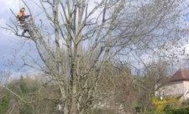 Élagage d'arbre, Saint-Genix-sur-Guiers, Paccard Paysage