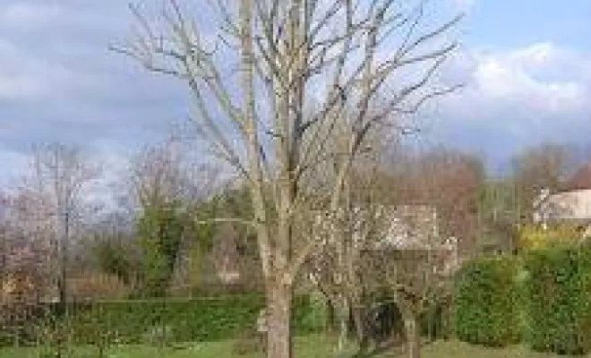 Élagage d'arbre, Saint-Genix-sur-Guiers, Paccard Paysage