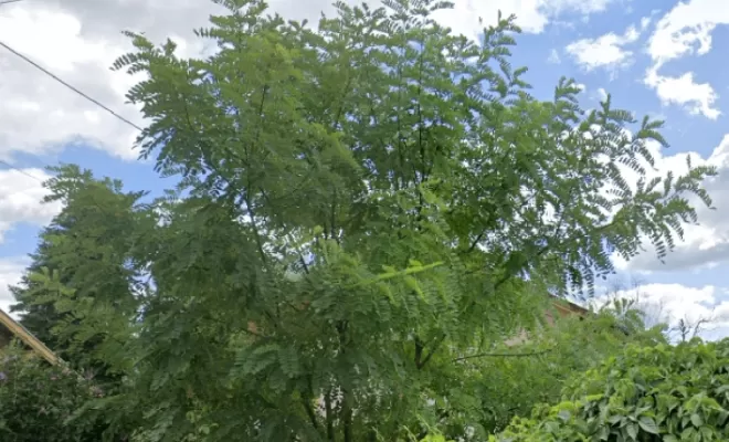 Acacia avant élagage