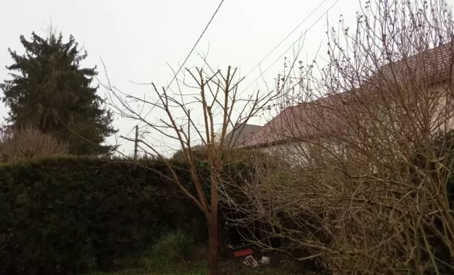 acacia après la taille