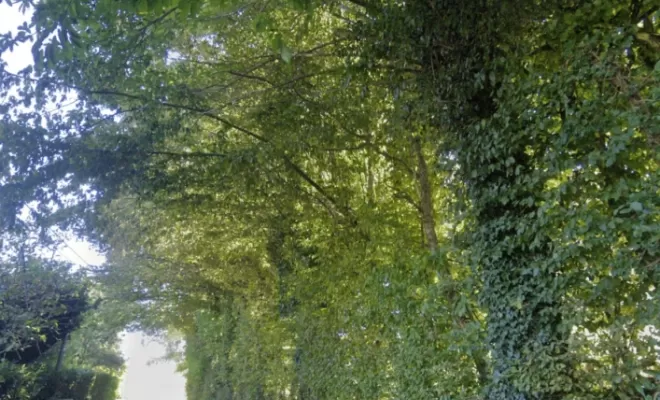 Arbres avant chantier