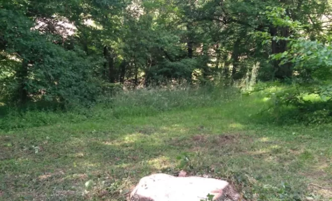 Fin de l'abattage de l'épicéa
