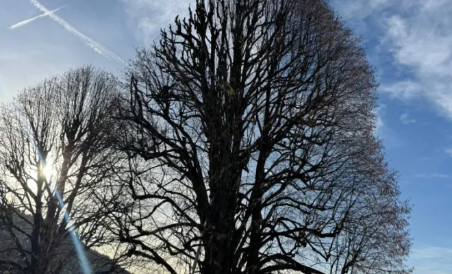 Une moitié d'élagage réalisé, ROCHEFORT (Savoie), Paccard Paysage