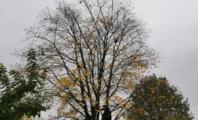 Elagage d'un Erable  (Avant), Saint-Genix-sur-Guiers, Paccard Paysage