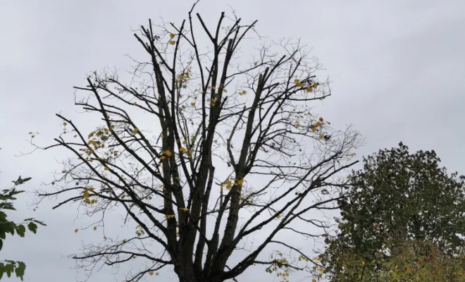 Elagage d'un Erable (Tilleul), Saint-Genix-sur-Guiers, Paccard Paysage